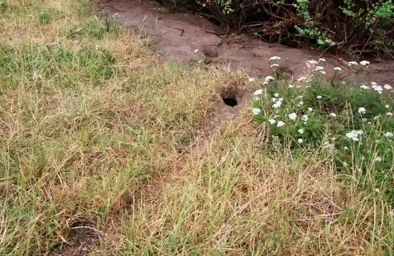rodent control aurora co (2)